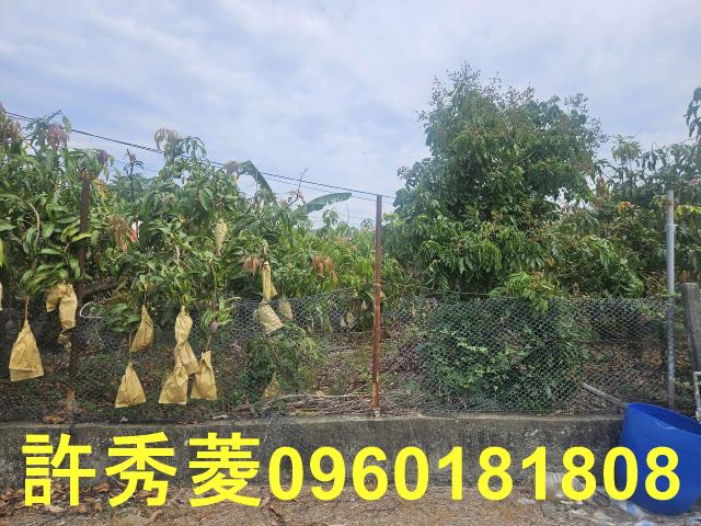 高雄田寮農地-5