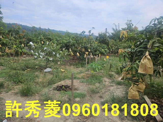 高雄田寮農地-8