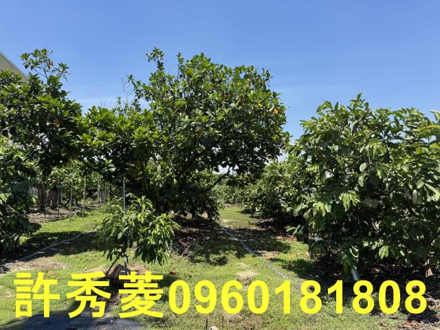 高雄燕巢農地-4